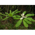 Honokiol Magnolol Magnolia Bark Extract